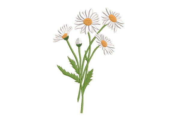 Wild Daisy Stems: A Designer’s Review